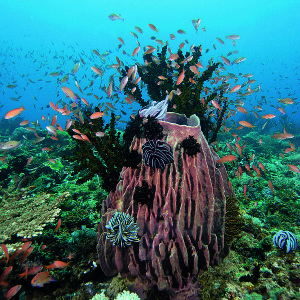 Coral Reefs of Puerto Galera