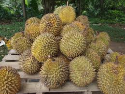 durian-davao