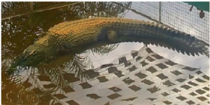 Lolong